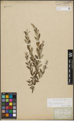 Foto von Salix repens subsp. incubacea (L.) A. Neumann